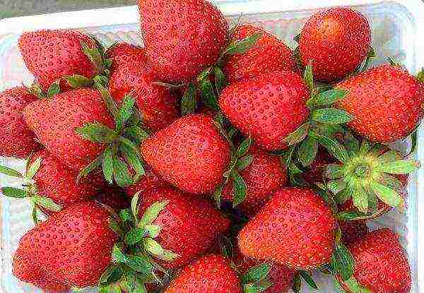 the best varieties of strawberries near Moscow