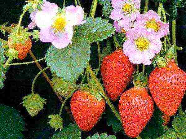 the best varieties of strawberries near Moscow