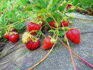 the best varieties of strawberries near Moscow