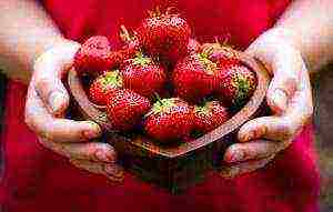 the best varieties of strawberries near Moscow