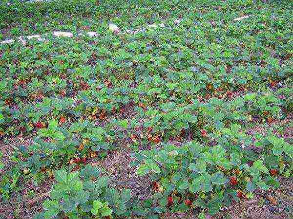 ang pinakamahusay na mga pagkakaiba-iba ng mga strawberry malapit sa Moscow