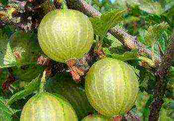 the best varieties of yellow gooseberries