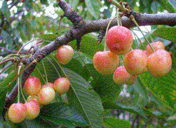 the best varieties of yellow cherries