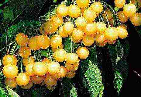 the best varieties of yellow cherries