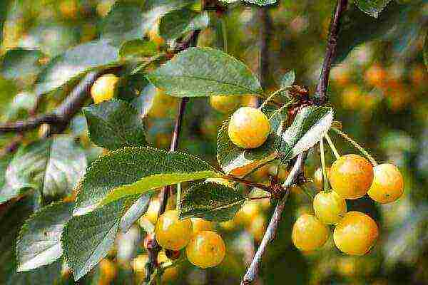 the best varieties of yellow cherries