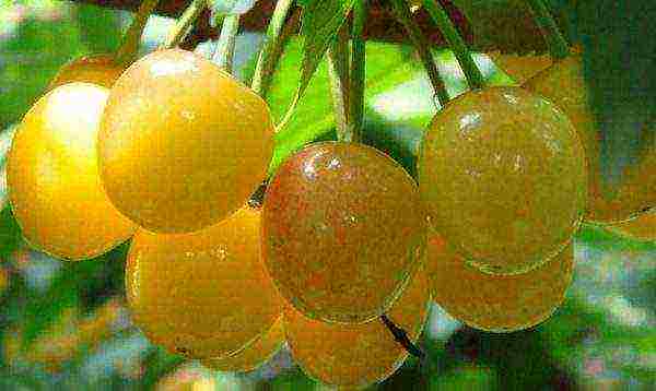 the best varieties of yellow cherries