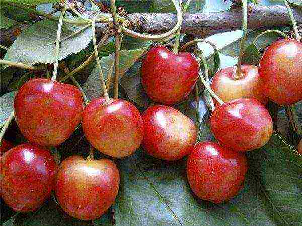 the best varieties of yellow cherries