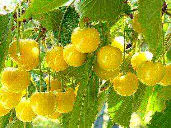 the best varieties of yellow cherries