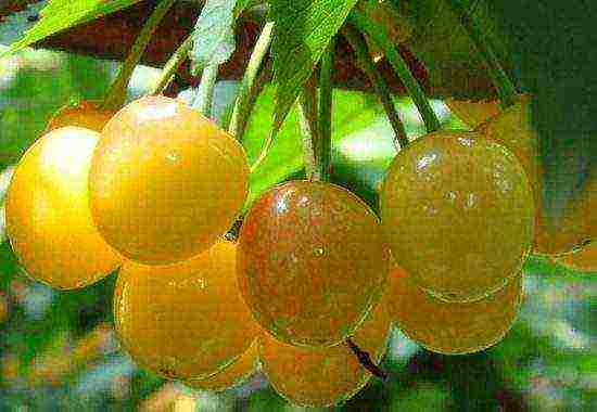 the best varieties of yellow cherries