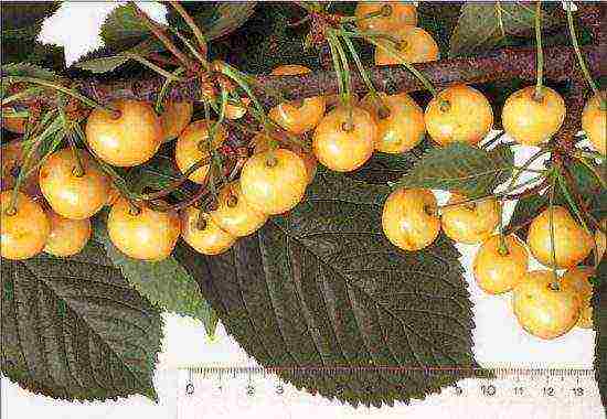 the best varieties of yellow cherries