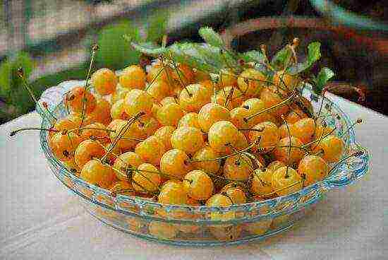 the best varieties of yellow cherries