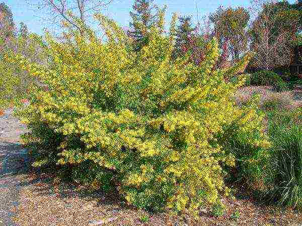 the best varieties of yellow currant