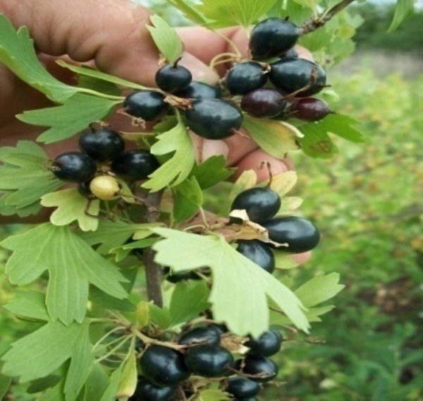 the best varieties of yellow currant