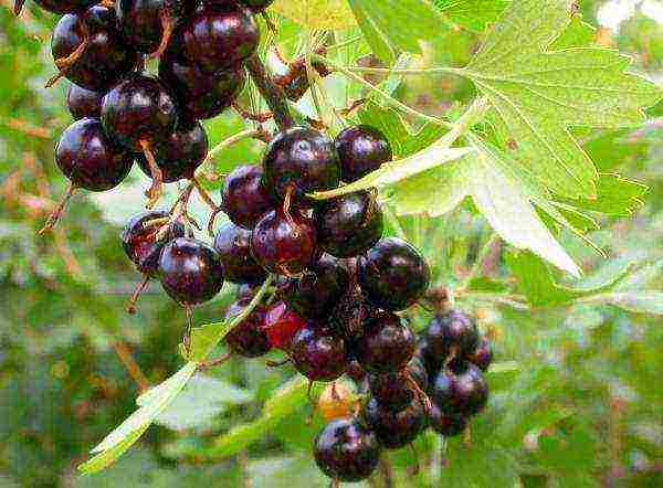 the best varieties of yellow currant