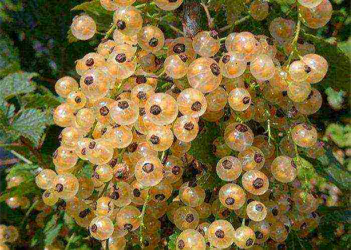 the best varieties of yellow currant