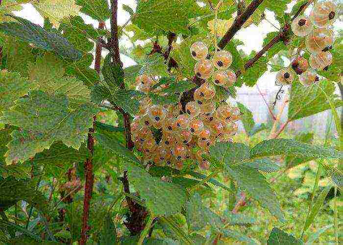 the best varieties of yellow currant