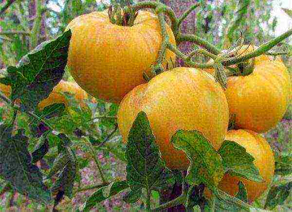 the best varieties of yellow tomatoes