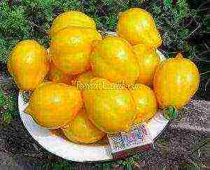the best varieties of yellow tomatoes