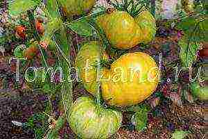 the best varieties of yellow tomatoes