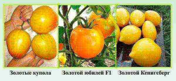 the best varieties of yellow tomatoes