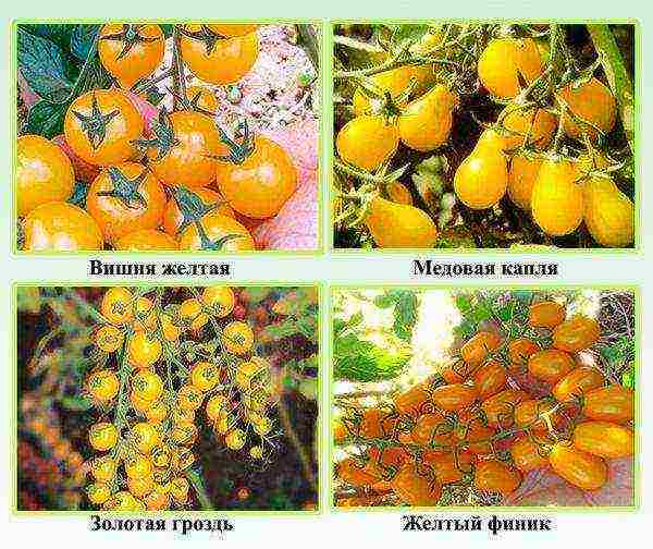 the best varieties of yellow tomatoes