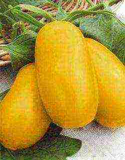 the best varieties of yellow tomatoes