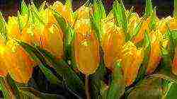 the best varieties of yellow tulips