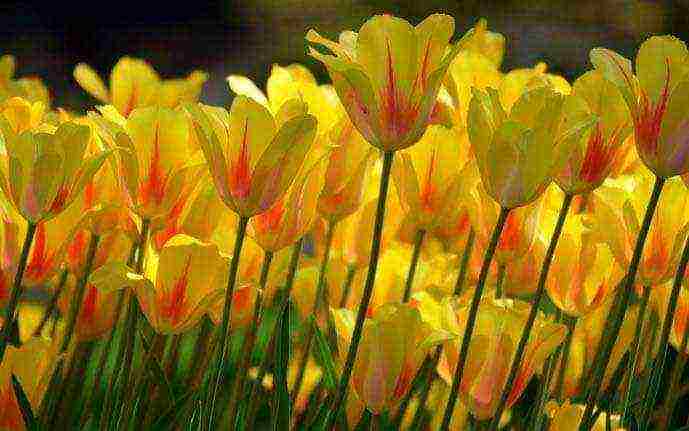 the best varieties of yellow tulips