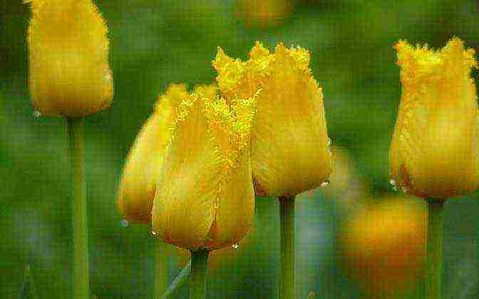 the best varieties of yellow tulips