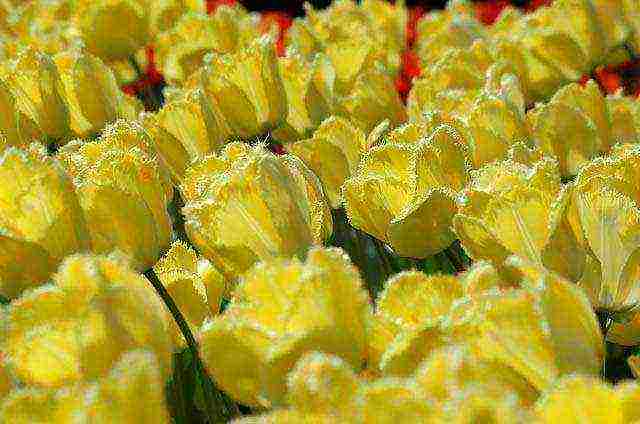 the best varieties of yellow tulips