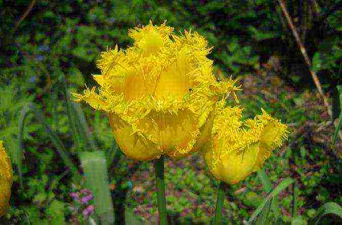 the best varieties of yellow tulips