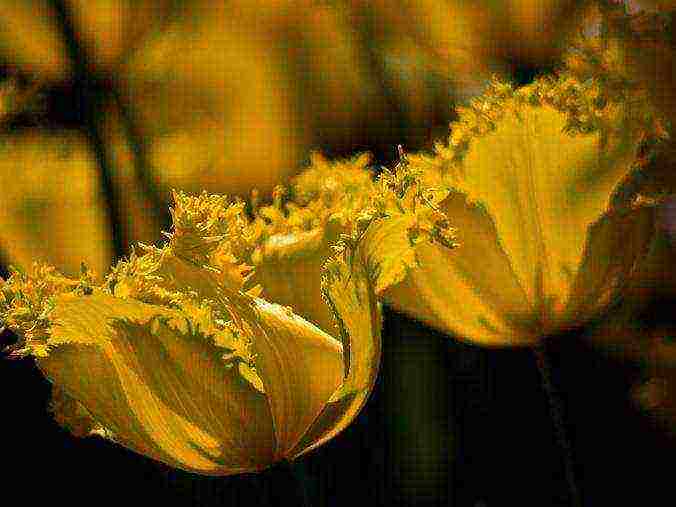 the best varieties of yellow tulips