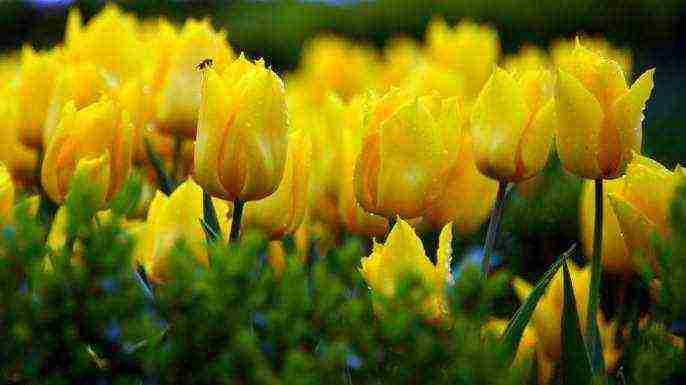 the best varieties of yellow tulips