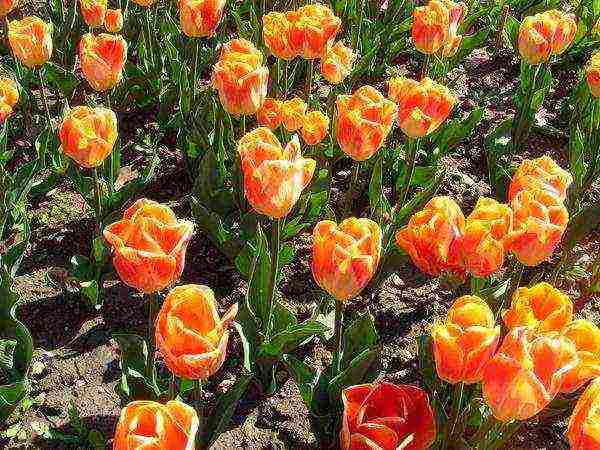 the best varieties of yellow tulips