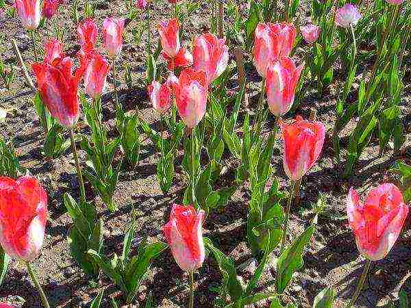 the best varieties of yellow tulips