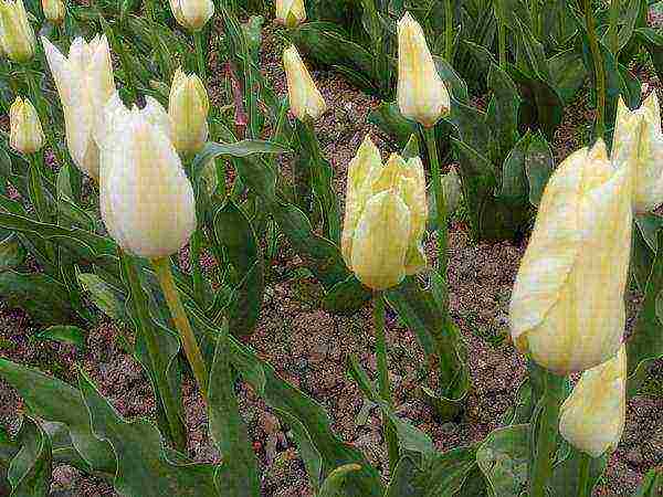 the best varieties of yellow tulips