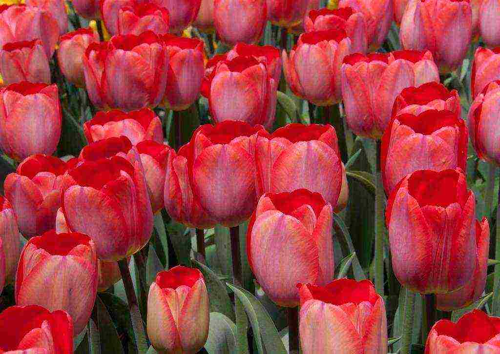 the best varieties of yellow tulips