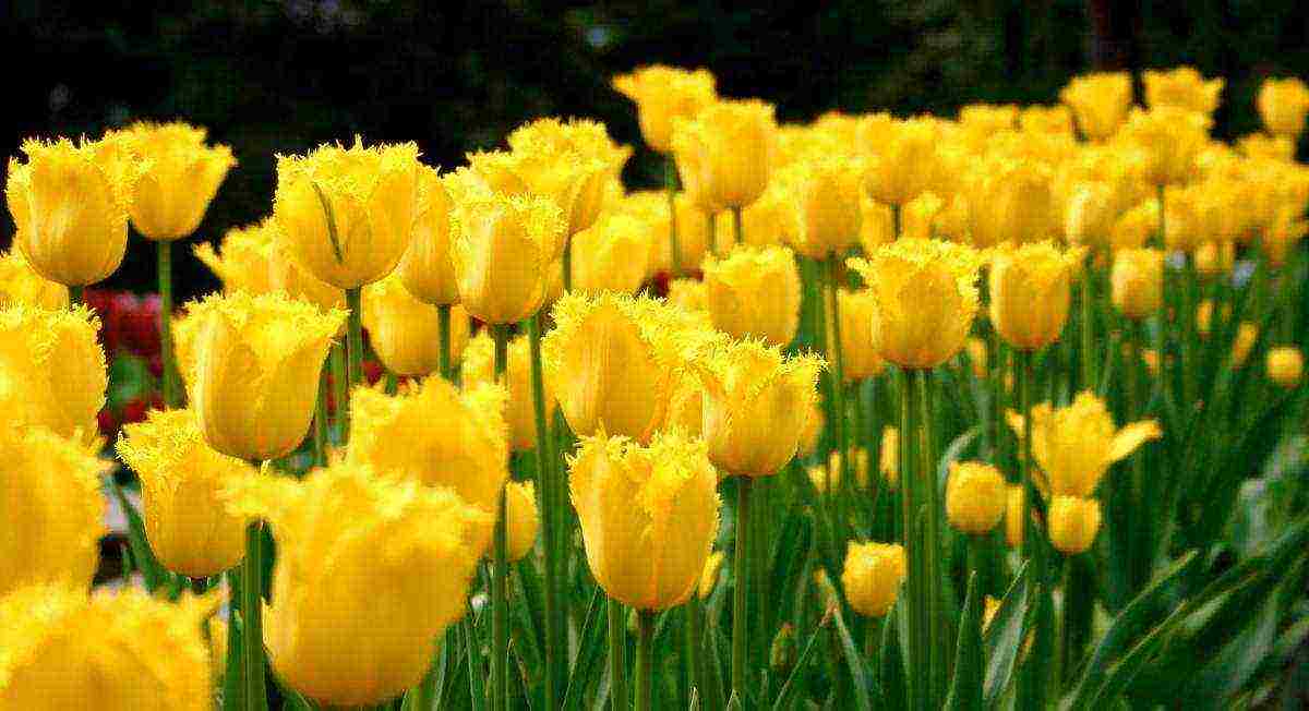 the best varieties of yellow tulips