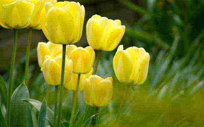 the best varieties of yellow tulips