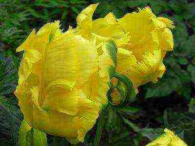 the best varieties of yellow tulips