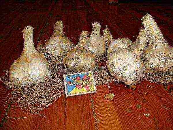 the best varieties of winter garlic