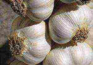 the best varieties of winter garlic