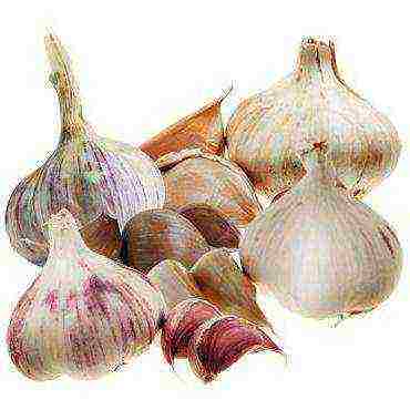 the best varieties of winter garlic