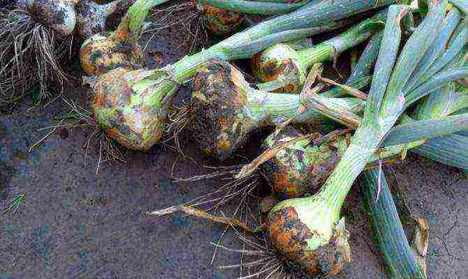 the best varieties of winter onions