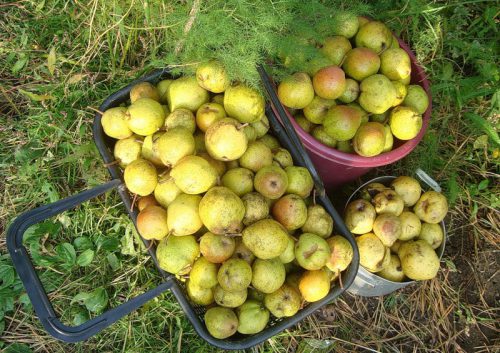 the best varieties of winter pears