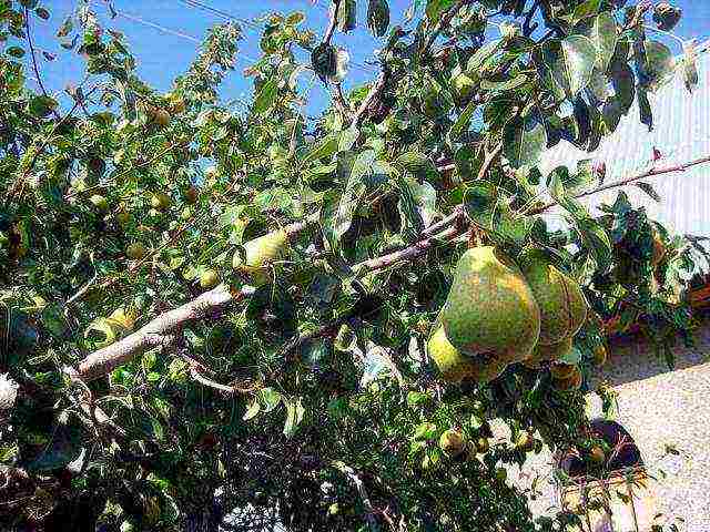 the best varieties of winter pears