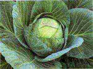 the best varieties of winter cabbage