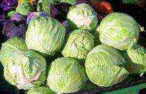 the best varieties of winter cabbage