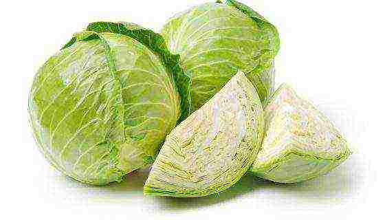 the best varieties of winter cabbage