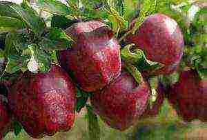 the best varieties of winter apple trees